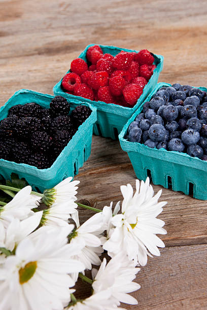 récolte de berry - blueberry picking freshness berry photos et images de collection