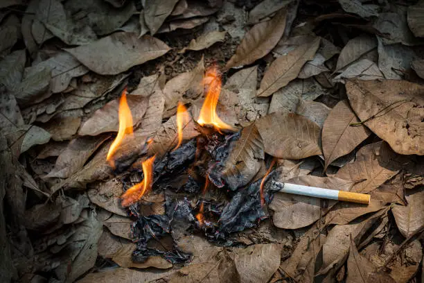 Photo of Close up cigarette butt non-smoked carelessly are thrown into dry grass on the ground causing a dangerous forest fire, eclogical cotostrophy through human fault concept