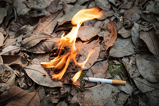 Close up cigarette butt non-smoked carelessly are thrown into dry grass on the ground causing a dangerous forest fire, ecological cotostrophy through human fault concept