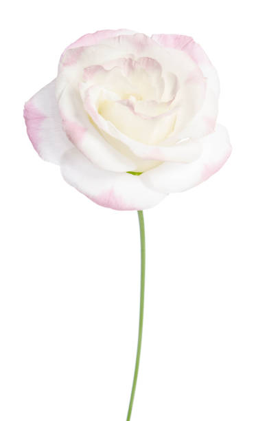 istock Beautiful Eustoma flower isolated on white background 1212126455