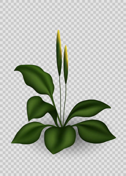 web Realistic green grass. 3D fresh spring plant. Vector illustration EPS10 ladybug frame border clip art stock illustrations
