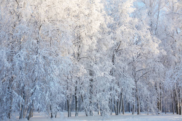 istock Fairy winter landscape with snow covered trees 1212128247