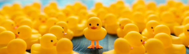 istock One different yellow rubber duck standing on legs out from the crowd, facing the camera as many other normal yellow rubber ducks sit around the standing duck, set on a turquoise wooden table background. 1212128968