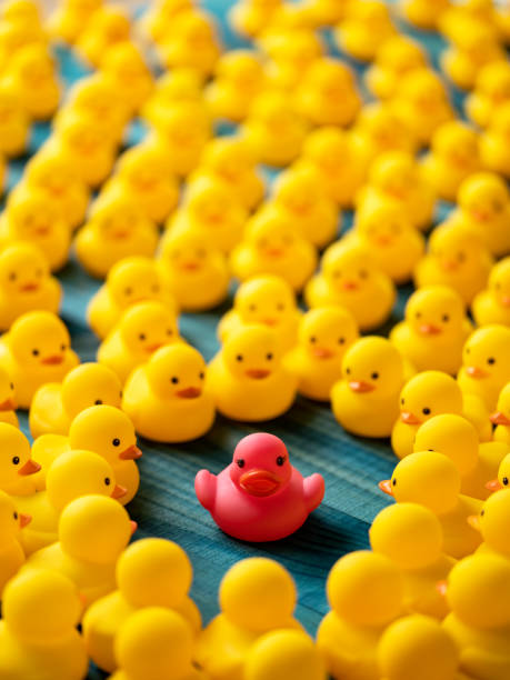 istock One different pink rubber among many yellow rubber ducks gathered around and looking at the pink duck, set on a turquoise wooden background. 1212128972