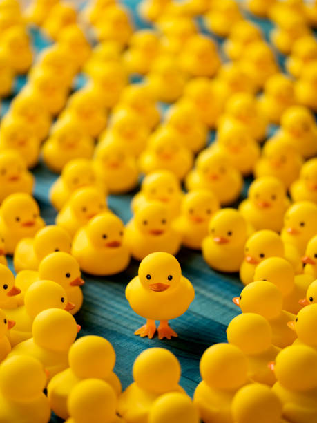 istock One different yellow rubber duck standing on legs out from the crowd, facing the camera as many other normal yellow rubber ducks gather around and look at the standing duck, set on a turquoise wooden table background. 1212129016
