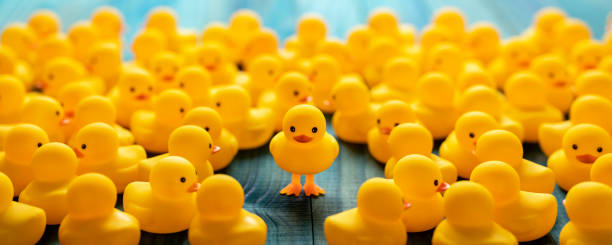 istock One different yellow rubber duck standing on legs out from the crowd, facing the camera as many other normal yellow rubber ducks sit around the standing duck, set on a turquoise wooden table background. 1212129033
