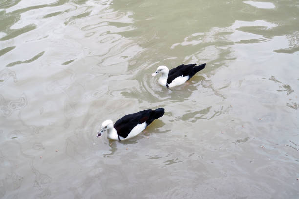 istock Ducks swim in the fresh water, pond background. 1212129761