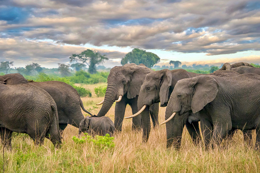 A side view of a group of African elephants, their trunks and tusks visible, as they surround and guard a young calf while walking through a grassy savanna in Uganda, with a dramatic sky in the background.