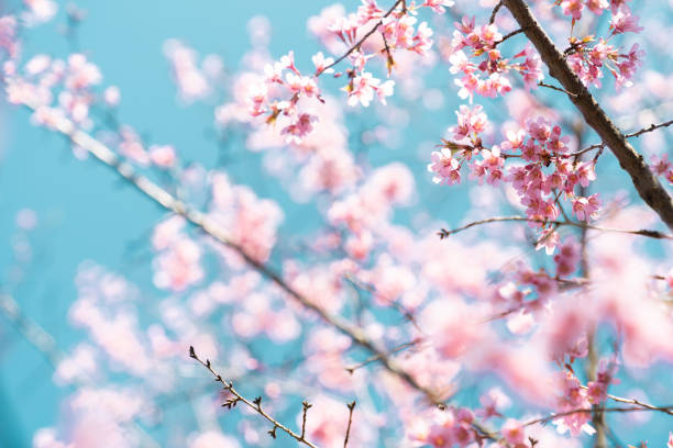 istock Pink flowers on the blue sky background 1212131854