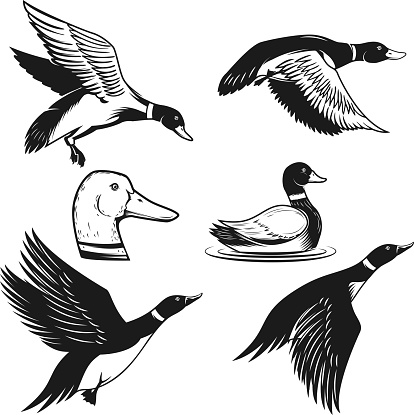 Set of illustrations of wild duck. Duck in flight, duck swimming on water. Design element for label, sign, poster, card, banner. Vector illustration