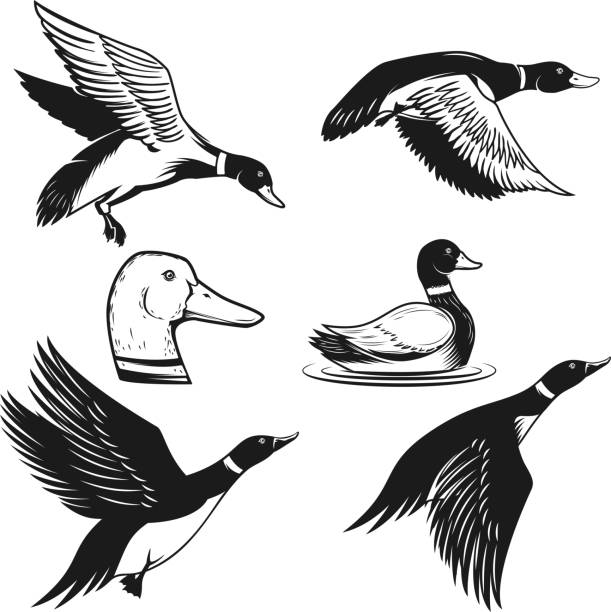 Set of illustrations of wild duck. Duck in flight, duck swimming on water. Design element for label, sign, poster, card, banner. Vector illustration Set of illustrations of wild duck. Duck in flight, duck swimming on water. Design element for label, sign, poster, card, banner. Vector illustration duck bird stock illustrations