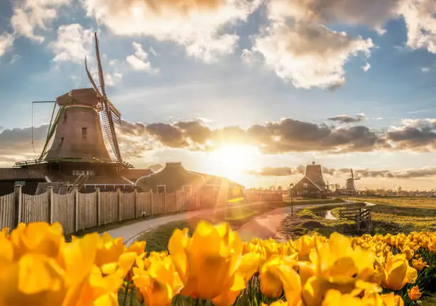 Photo of Traditional Dutch windmills with tulips against sunset in Zaanse Schans, Amsterdam area, Holland