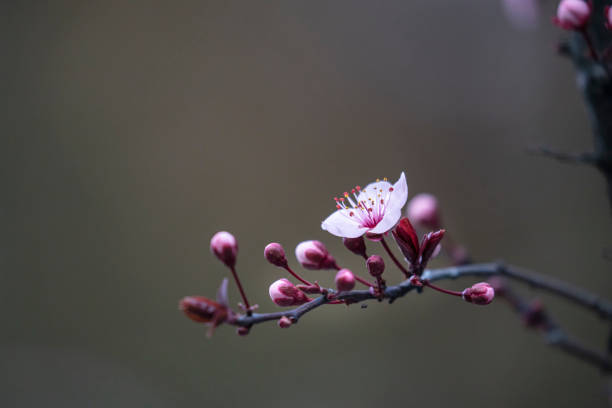 Pink flowers blooming tree branch deep bokeh. Fresh spring branch