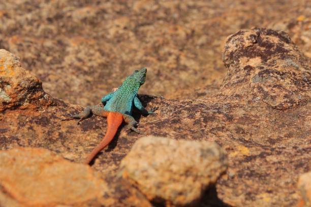 istock Sekukhune Flat Lizard in South Africa 1212137398