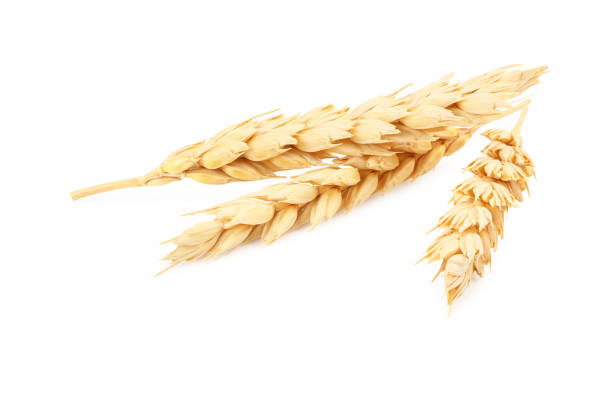 istock spikelets of wheat isolated on white background 1212138285