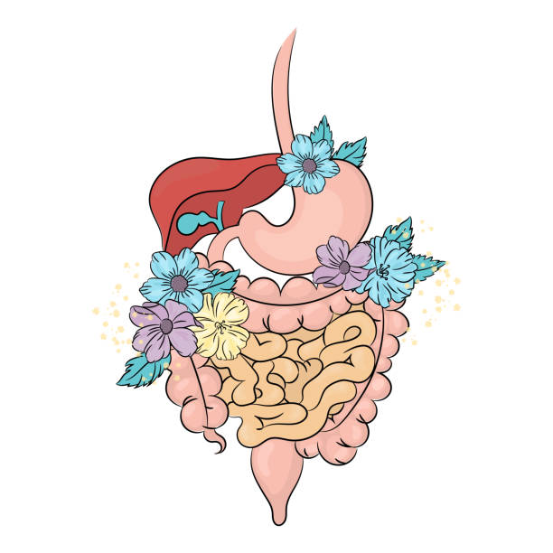 gastrointestinal care medizin gesundheit vektor illustration - flower anatomy stock-grafiken, -clipart, -cartoons und -symbole