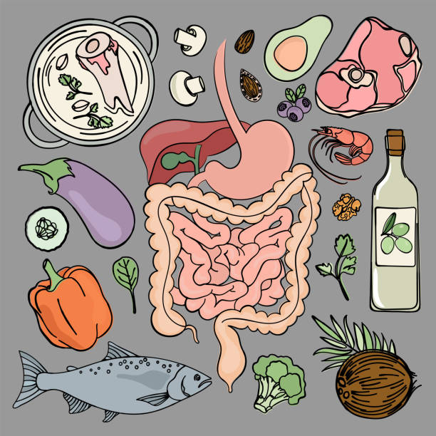 GASTROINTESTINAL HEALTH Human Nutrition Vector Illustration GASTROINTESTINAL HEALTH Medicine Education Human Nutrition Vector Illustration Diet Set jejunum stock illustrations