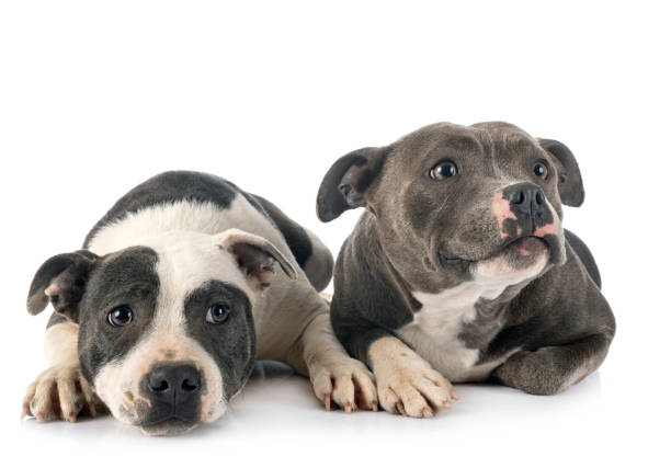 istock staffordshire bull terriers 1212138784