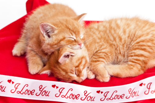 Two cute cats, grey and black, kissing smelling each other with red rose on white background