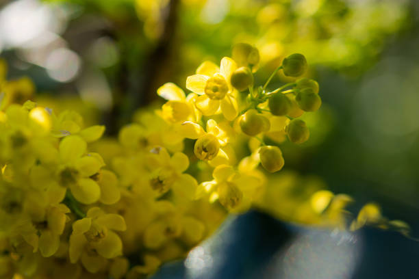 Mahonia aquifolium (mahonia aquifolium) close -up, Spring flower yellow background