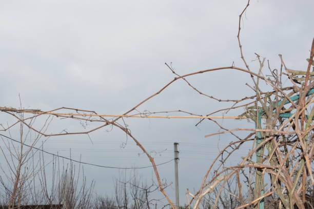 istock Grapevine in early spring stretches over a the canopy 1212141557