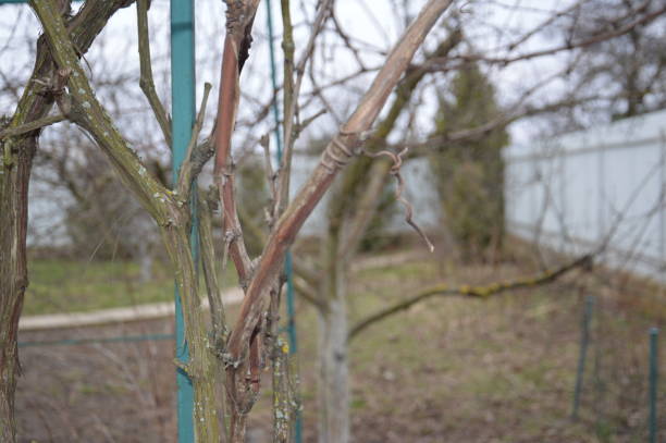 istock Grapevine in early spring stretches over a the canopy 1212141609