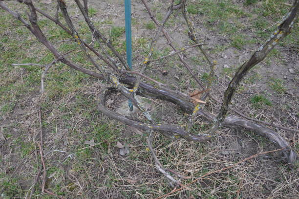 istock Grapevine in early spring stretches over a the canopy 1212141634
