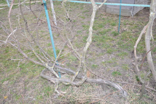 istock Grapevine in early spring stretches over a the canopy 1212141709