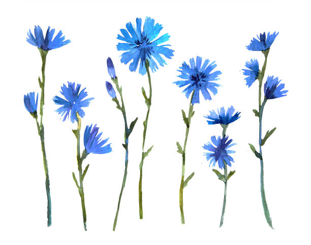 istock Set of watercolor summer wildf flower. Cute hand drawn illustration with blue chicory 1212141762
