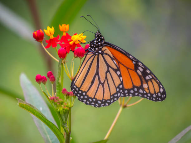 istock Monarch butterfly,Danaus plexippus 1212143415