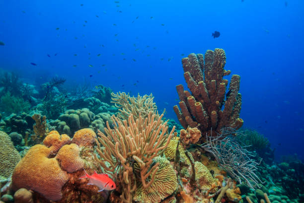 istock Caribbean coral garden 1212143458