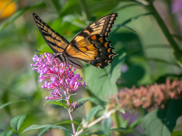 istock Papilio glaucus, eastern tiger swallowtail, 1212143491