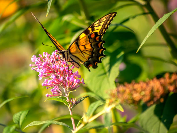 istock Papilio glaucus, eastern tiger swallowtail, 1212144028