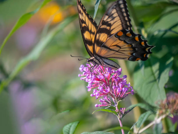 istock Papilio glaucus, eastern tiger swallowtail, 1212144138