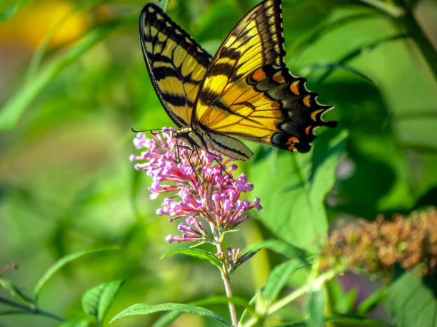 istock Papilio glaucus, eastern tiger swallowtail, 1212144171