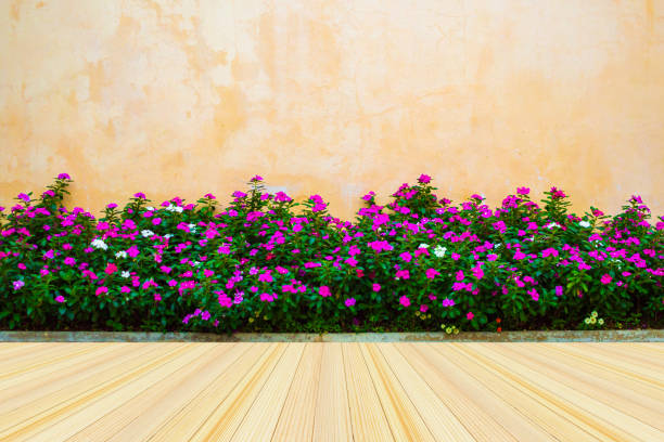 Empty wood floor with beautiful flowers with concrete wall background