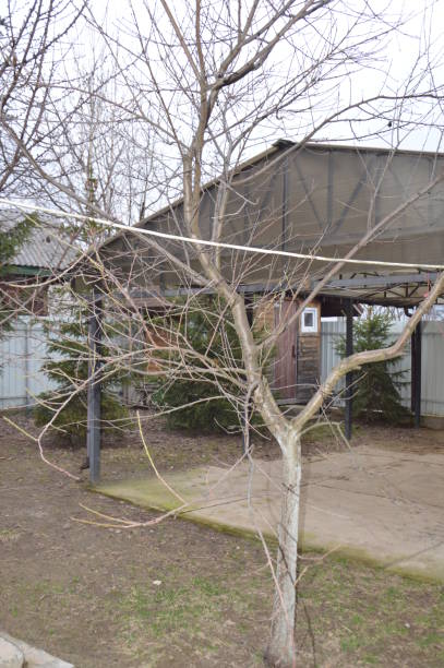 istock Spring buds bloom on trees  the garden 1212147754