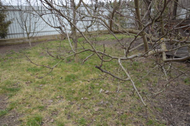 istock Spring buds bloom on trees  the garden 1212148448
