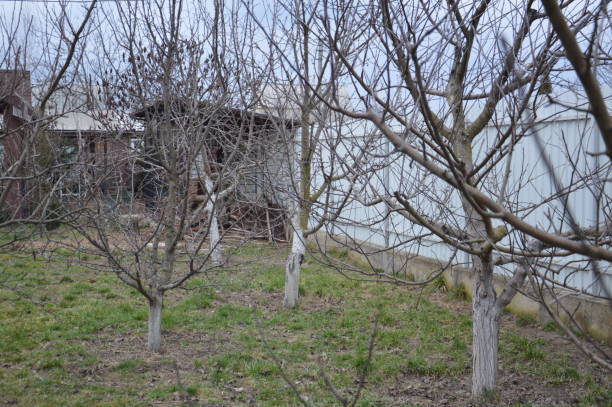istock Spring buds bloom on trees  the garden 1212148562