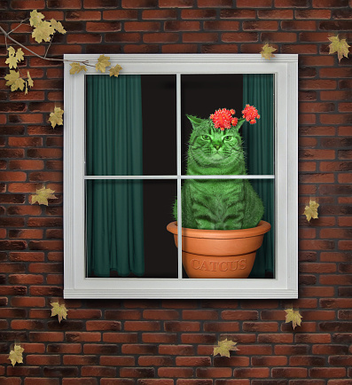 The green cat cactus in a flower clay pot is on the windowsill of a red brick house. The leaves falls. Autumn mood.
