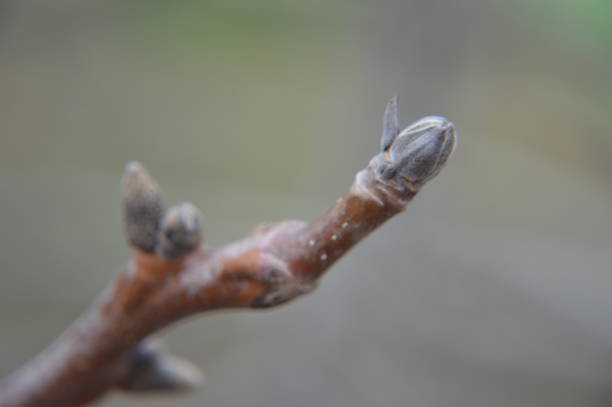 istock Spring buds bloom on trees  the garden 1212149250