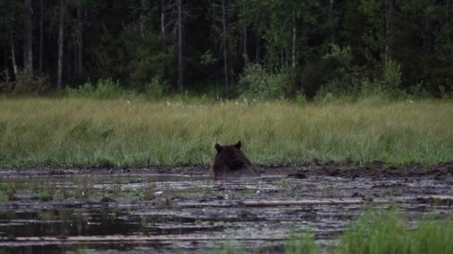 Wild bear swimming in lake in forest