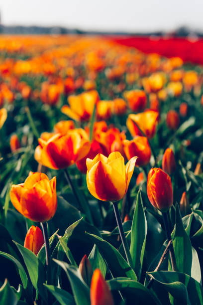 fields of red tulips - leaf flower head bouquet daffodil imagens e fotografias de stock