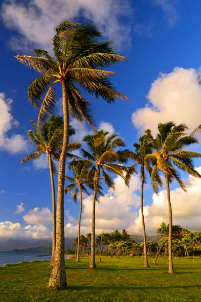 las palmeras se balancean en la brisa - tree wind palm tree hawaii islands fotografías e imágenes de stock