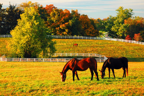 istock Two horses graze in an open field 1212152789