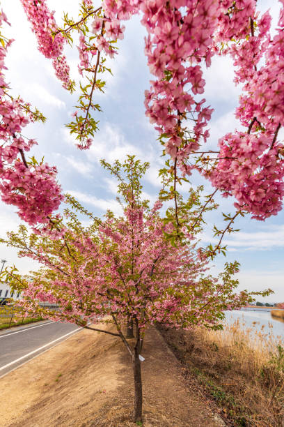 istock Kawadusakura(the name of this kind of tree)in Japan 1212153062