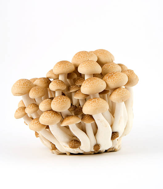 브라운 비치 버섯 - 만가닥 버섯 뉴스 사진 이미지