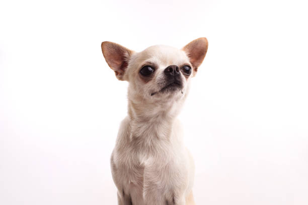 istock White chihuahua dog on a white background. 1212157771