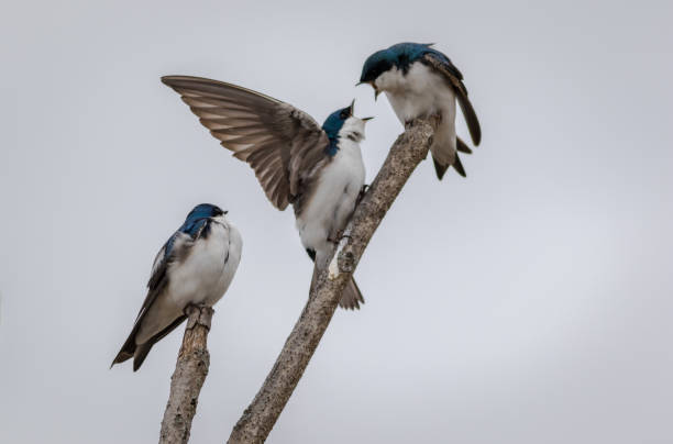 istock Tree Swallow Trio Yelling perched against light gray sky 1212157820