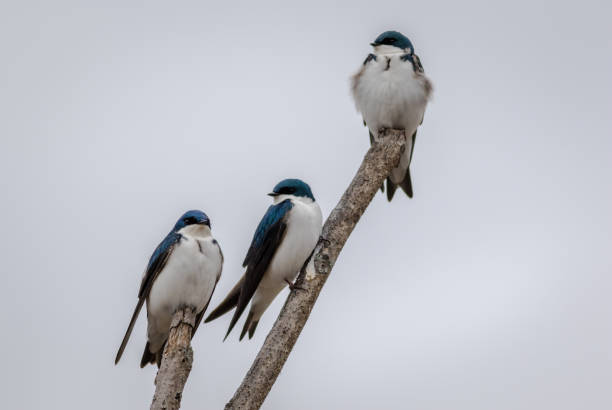 istock Tree Swallow Trio perched against light gray sky 1212157829